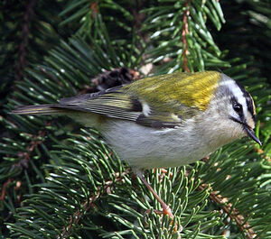 Common Firecrest 
&copy; Jean-Marie Poncelet