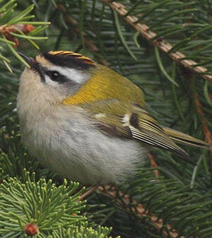 Common Firecrest 
&copy; Jean-Marie Poncelet