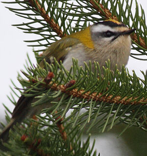 Common Firecrest 
&copy; Jean-Marie Poncelet