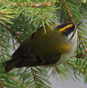 Common Firecrest 
&copy; Jean-Marie Poncelet