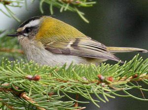 Common Firecrest 
&copy; Jean-Marie Poncelet