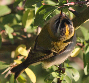 Common Firecrest 
&copy; Jean-Marie Poncelet