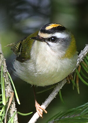 Common Firecrest 
&copy; Jean-Marie Poncelet