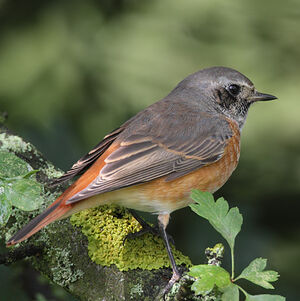 Common Redstart