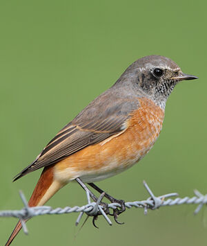 Common Redstart