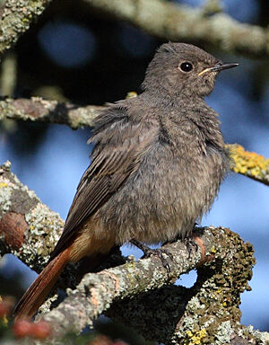 Black Redstart