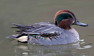 Eurasian Teal
