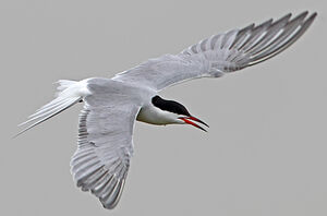 Common Tern