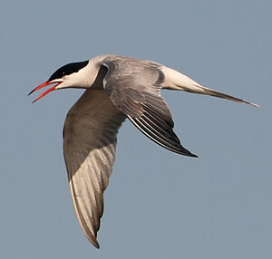 Common Tern