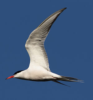 Common Tern