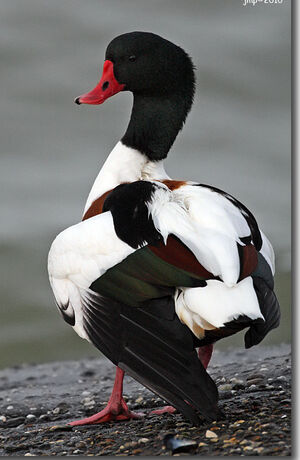 Common Shelduck