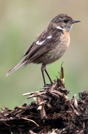 European Stonechat