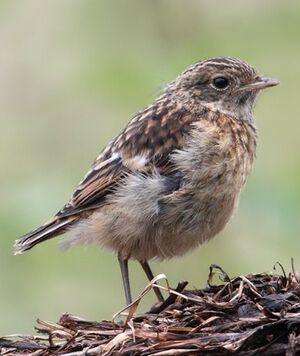 European Stonechat