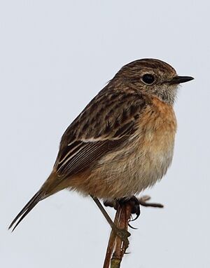 European Stonechat