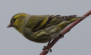 Eurasian Siskin 
&copy; Jean-Marie Poncelet