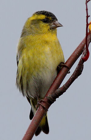 Eurasian Siskin 
&copy; Jean-Marie Poncelet