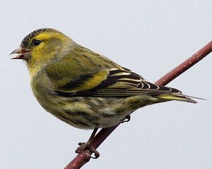 Eurasian Siskin 
&copy; Jean-Marie Poncelet