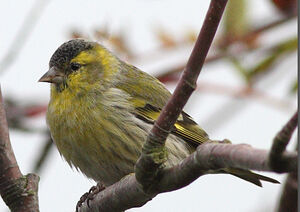 Eurasian Siskin 
&copy; Jean-Marie Poncelet