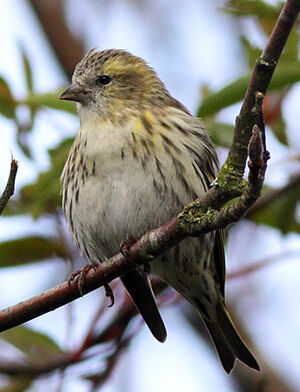 Eurasian Siskin 
&copy; Jean-Marie Poncelet
