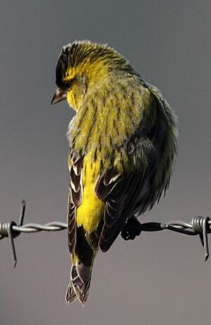 Eurasian Siskin 
&copy; Jean-Marie Poncelet