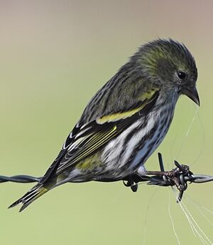 Eurasian Siskin 
&copy; Jean-Marie Poncelet