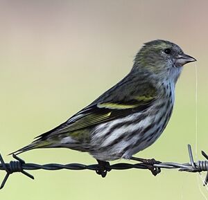 Eurasian Siskin 
&copy; Jean-Marie Poncelet