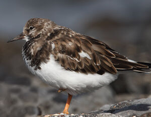 Ruddy Turnstone 
&copy; Jean-Marie Poncelet
