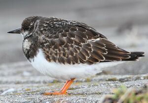 Ruddy Turnstone 
&copy; Jean-Marie Poncelet