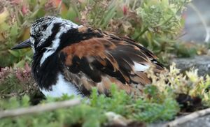 Ruddy Turnstone 
&copy; Jean-Marie Poncelet