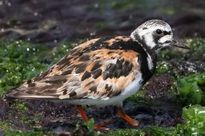 Ruddy Turnstone 
&copy; Jean-Marie Poncelet