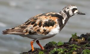 Ruddy Turnstone 
&copy; Jean-Marie Poncelet