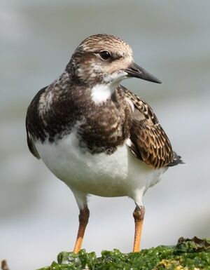 Ruddy Turnstone 
&copy; Jean-Marie Poncelet