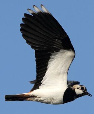 Northern Lapwing 
&copy; Jean-Marie Poncelet