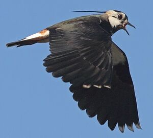 Northern Lapwing 
&copy; Jean-Marie Poncelet