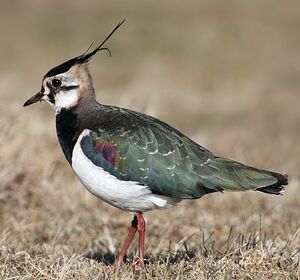 Northern Lapwing 
&copy; Jean-Marie Poncelet