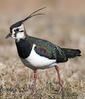 Northern Lapwing 
&copy; Jean-Marie Poncelet