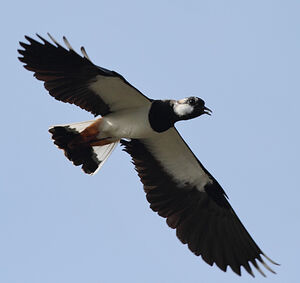 Northern Lapwing 
&copy; Jean-Marie Poncelet