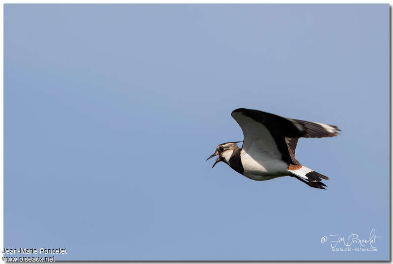 Northern Lapwing male adult, Flight, song
