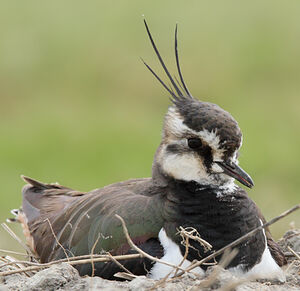 Northern Lapwing 
&copy; Jean-Marie Poncelet