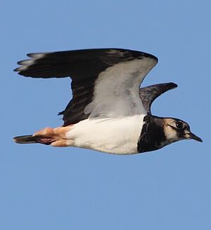 Northern Lapwing 
&copy; Jean-Marie Poncelet