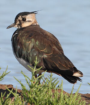 Northern Lapwing 
&copy; Jean-Marie Poncelet