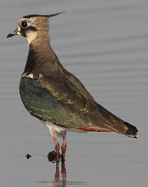 Northern Lapwing 
&copy; Jean-Marie Poncelet