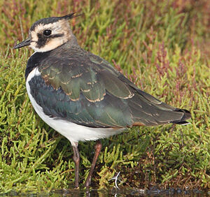 Northern Lapwing 
&copy; Jean-Marie Poncelet