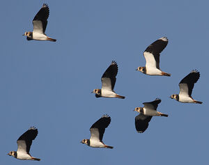 Northern Lapwing 
&copy; Jean-Marie Poncelet