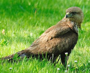 Buse variable 
&copy; Jean-Michel Dehalle