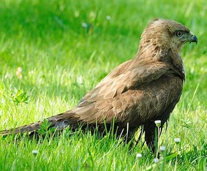 Buse variable 
&copy; Jean-Michel Dehalle