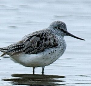 Common Greenshank 
&copy; Jean-Michel Dehalle