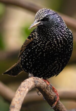 Common Starling