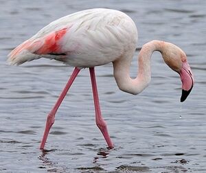 Flamant rose