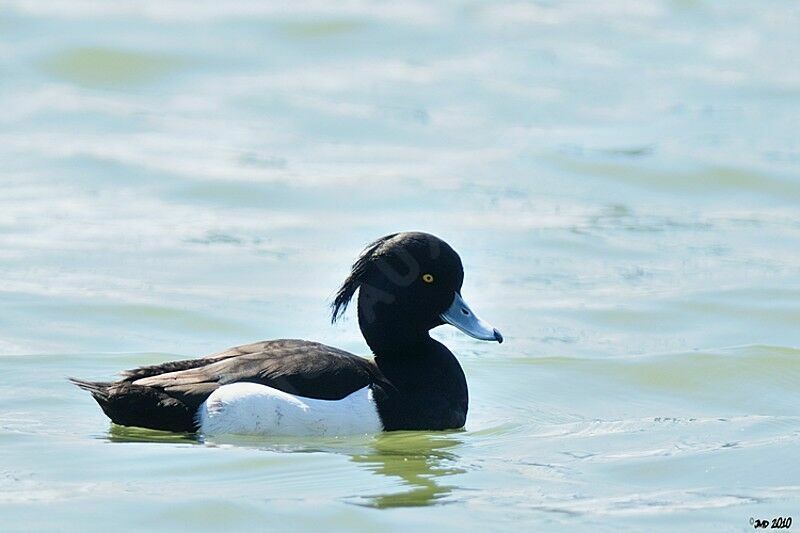 Tufted Duck male